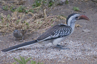 Tockus erythrorhynchus